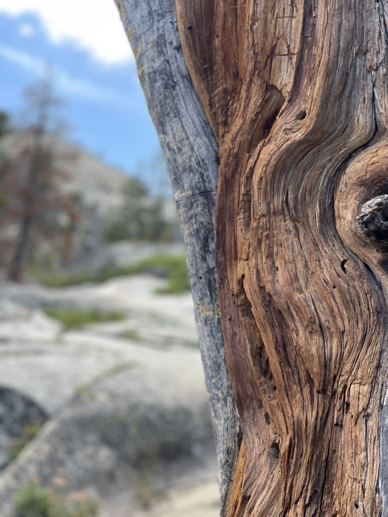 Close-up of weathered wood with natural grain patterns